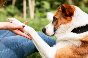 Dog bite amputations Dog bite amputations